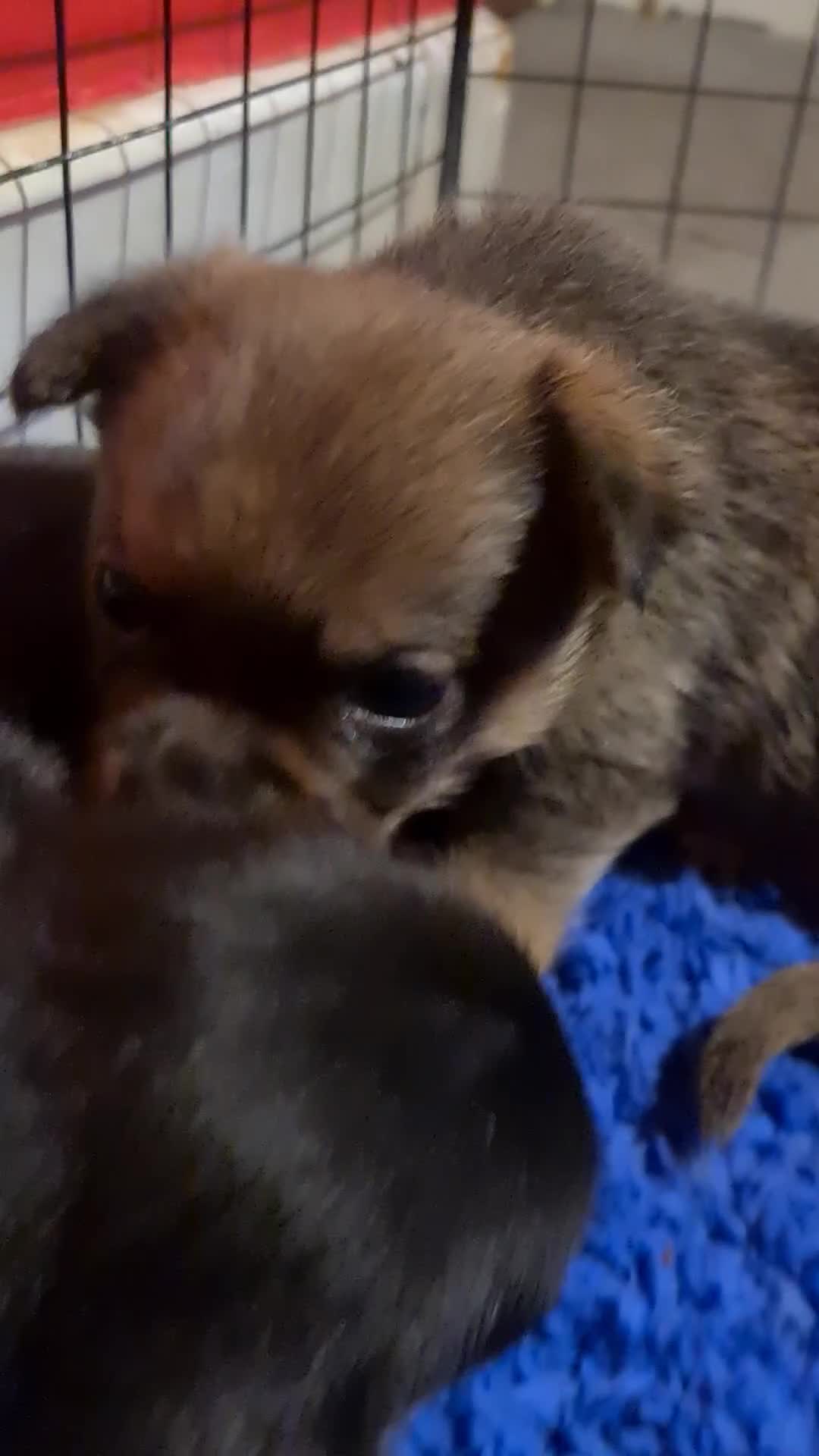 Pomchi dogs for sale: Chihuahua x pomchi - Video 2