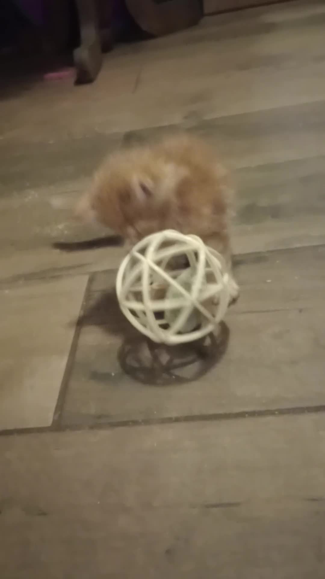 Maine Coon cats for sale: I have Beautiful healthy maicoon XL  - Video 1