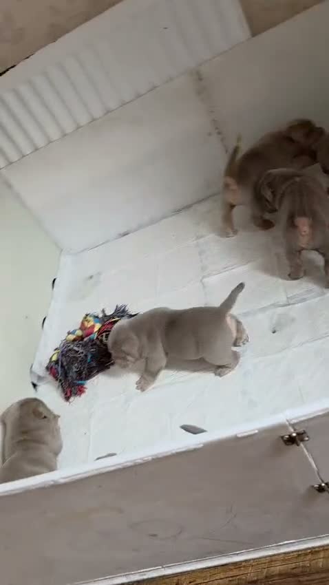 Olde English Bulldogge dogs for stud: PROVEN STUD - Floyd, Olde English Bulldogge - Video 1