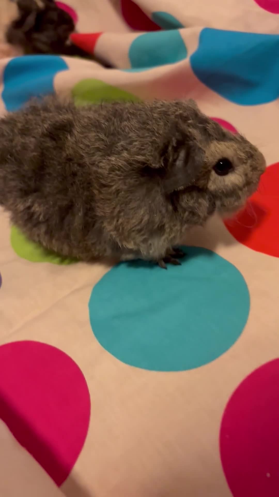 Guinea Pig rodents for sale: Gorgeous Fluffy piggies 3 x Boys - Video 1