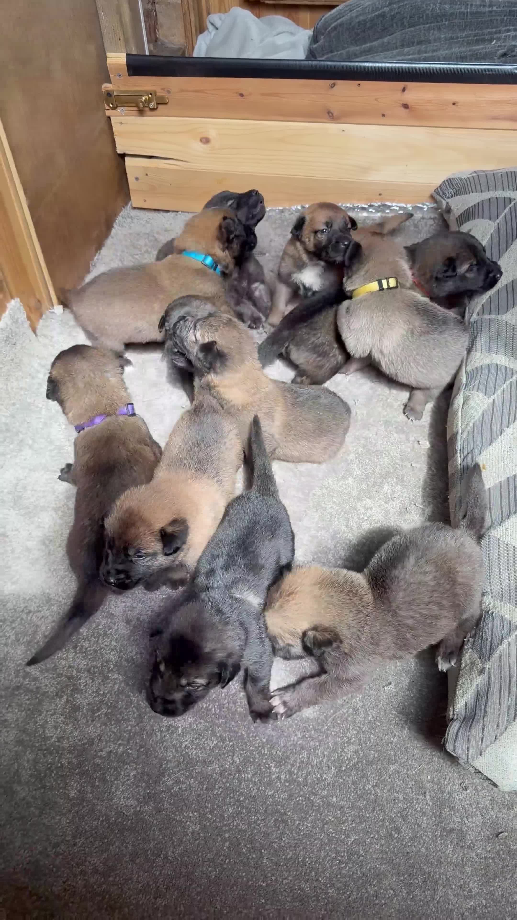 Mixed Breed dogs for sale: German Shepherd x Belgian Malinois in Bedford - Video 1