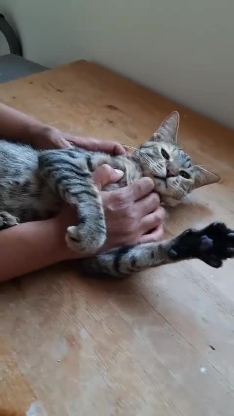 Arabian Mau cats for sale: Very special duo! - Video 2