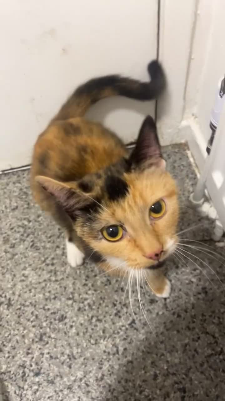 Mixed Breed cats for sale: 1 year old calico cat  - Video 1