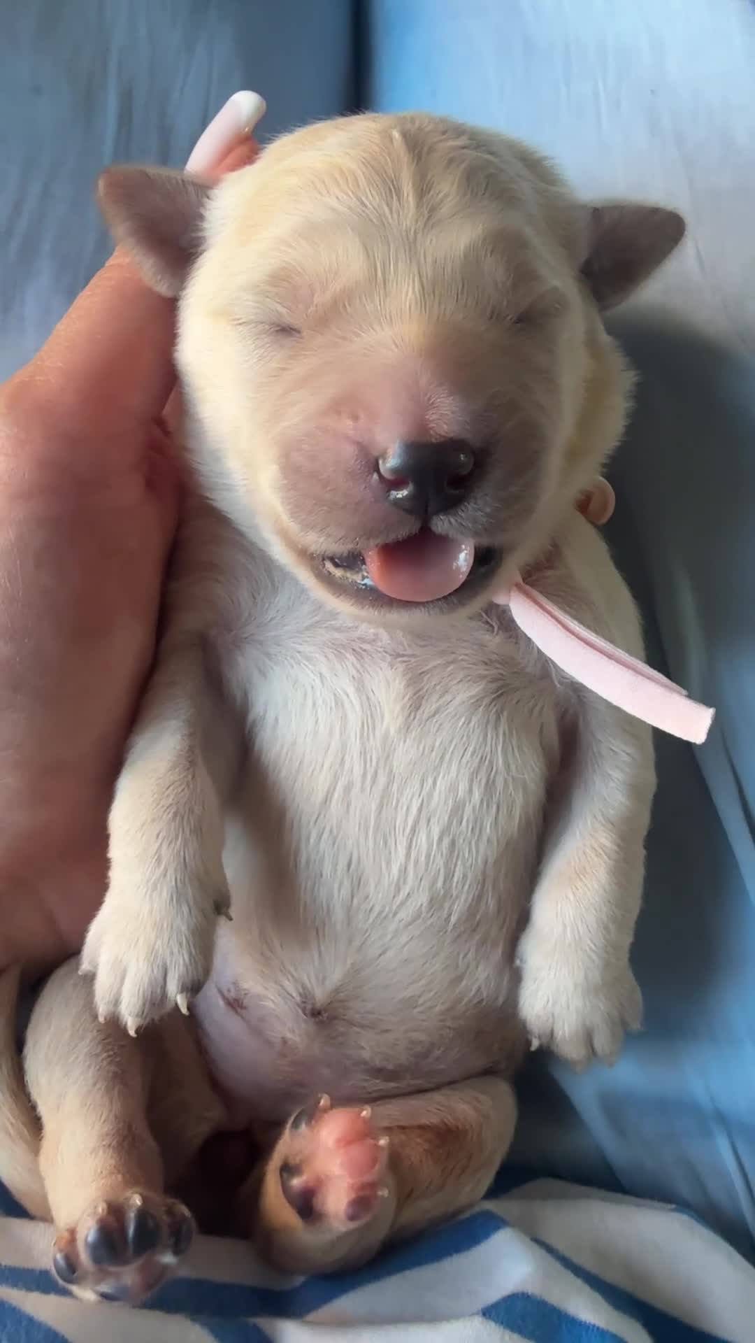 Golden Retriever dogs for sale: KC registered golden retriever puppies - Video 3