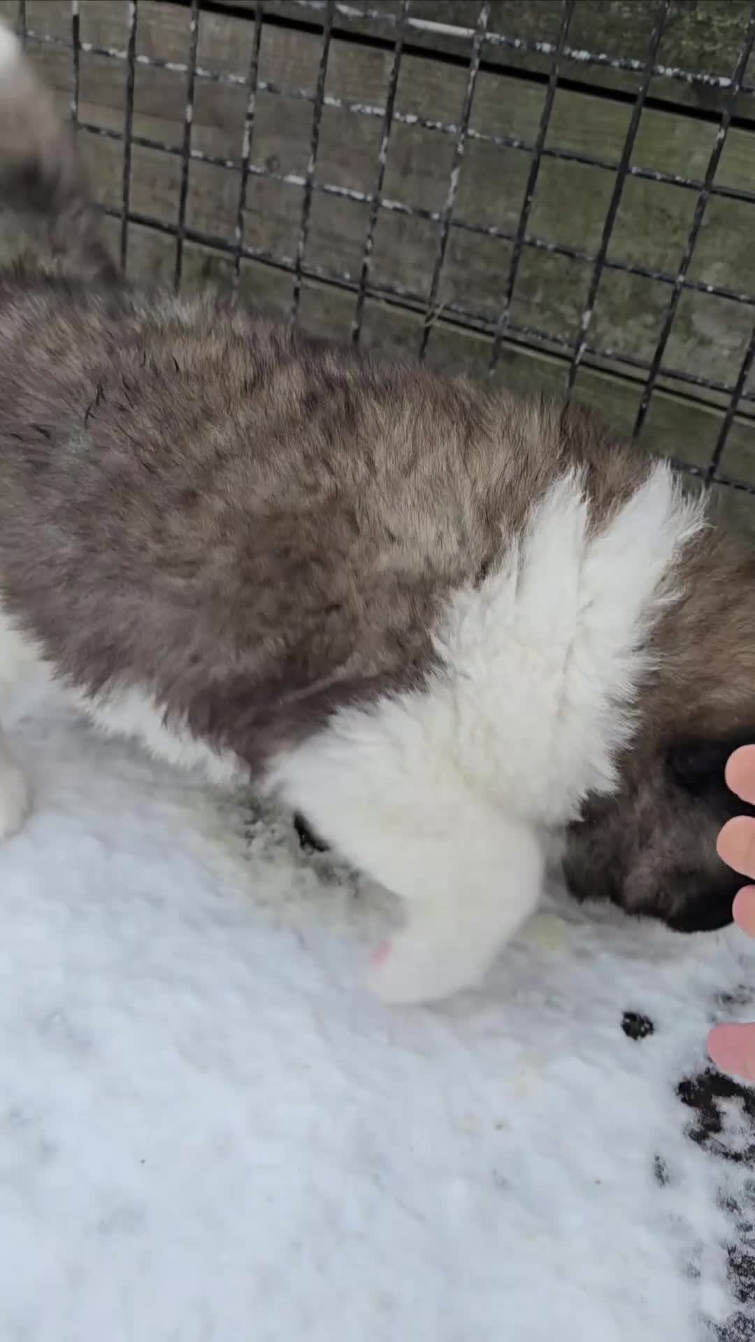 Akita dogs for sale: Beautiful long coat akita puppy  - Video 1