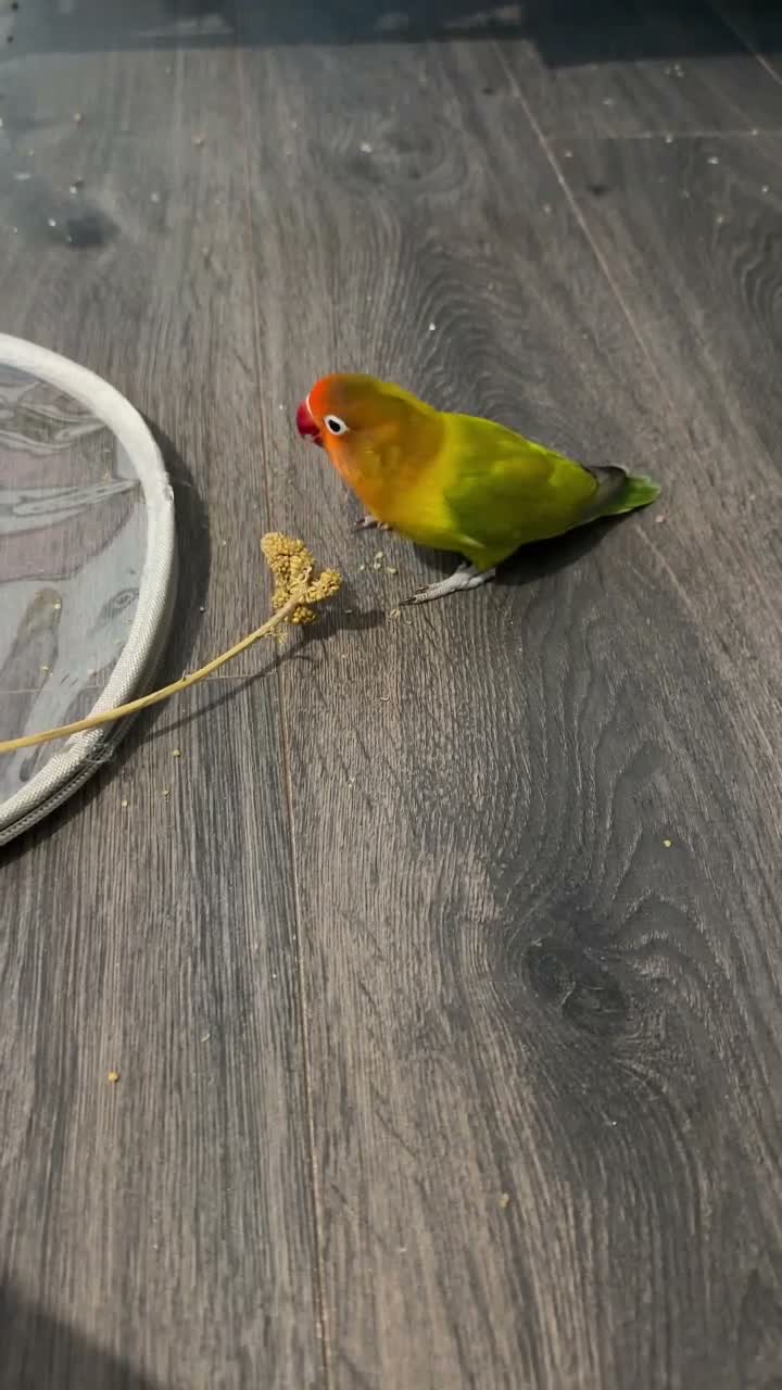 Lovebirds birds for sale: Two beautiful love birds for sale - Video 1