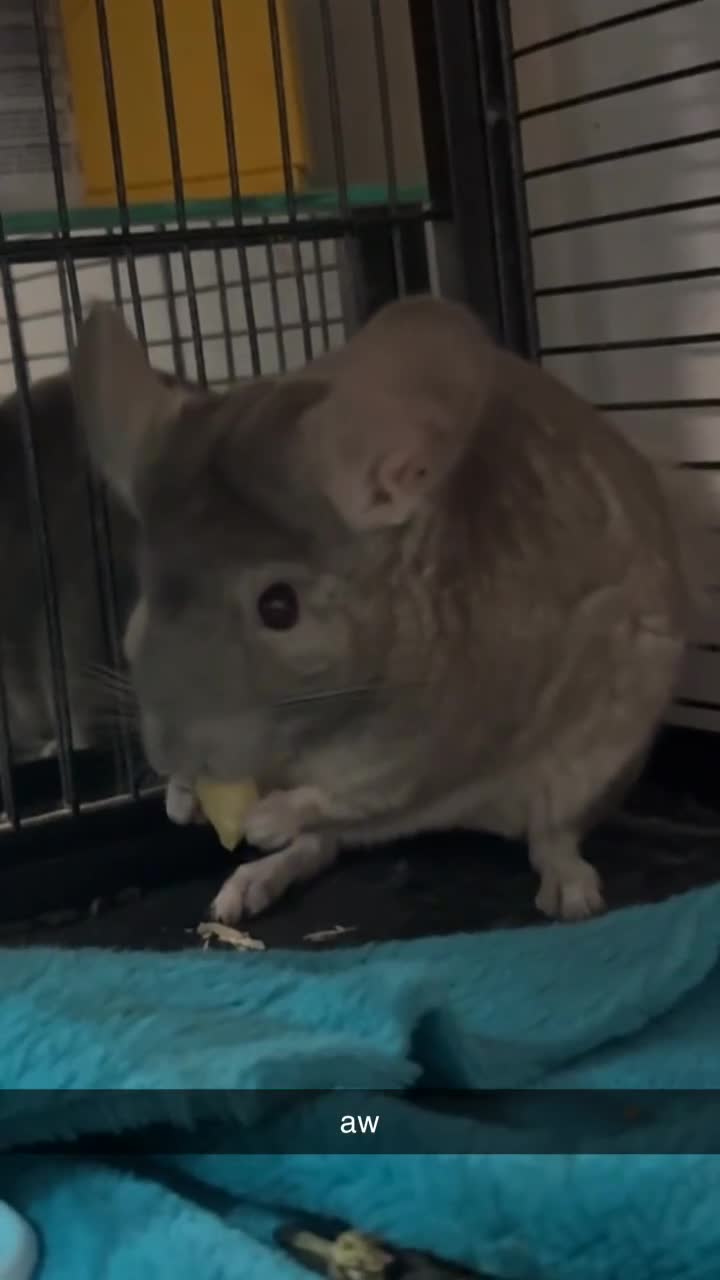 Chinchilla rodents for sale: girl chinchillas for sale with cage - Video 1