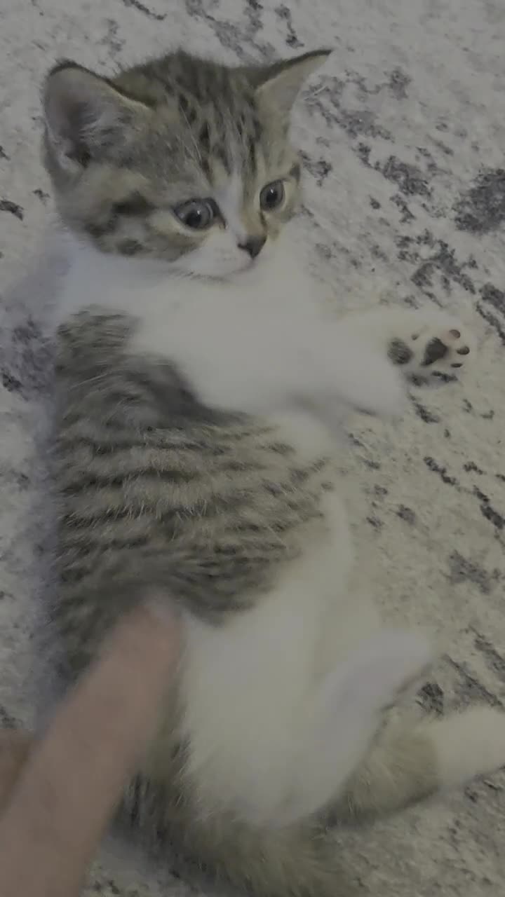 British Shorthair cats for sale: ASH-Male British Shorthair - Video 2