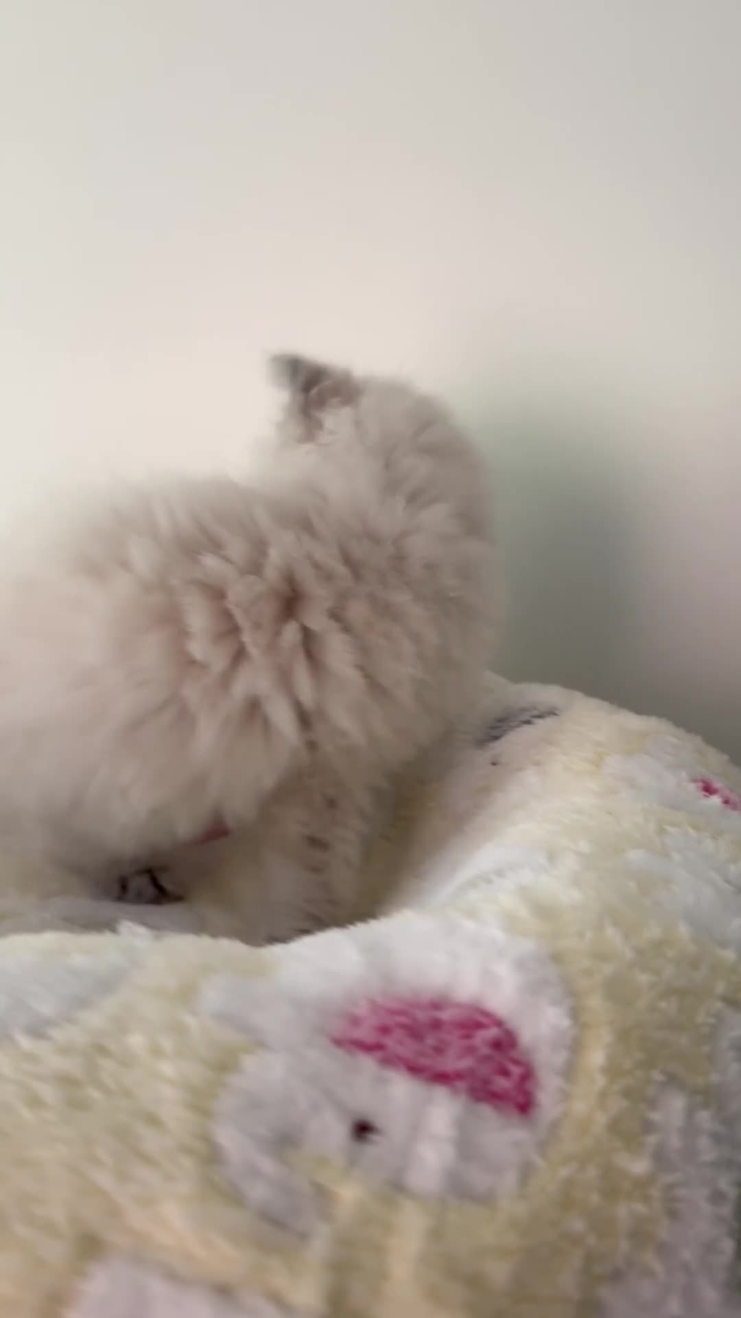 Ragdoll cats for sale: Adorable Ragdoll Kittens Seeking Forever Homes - Video 3