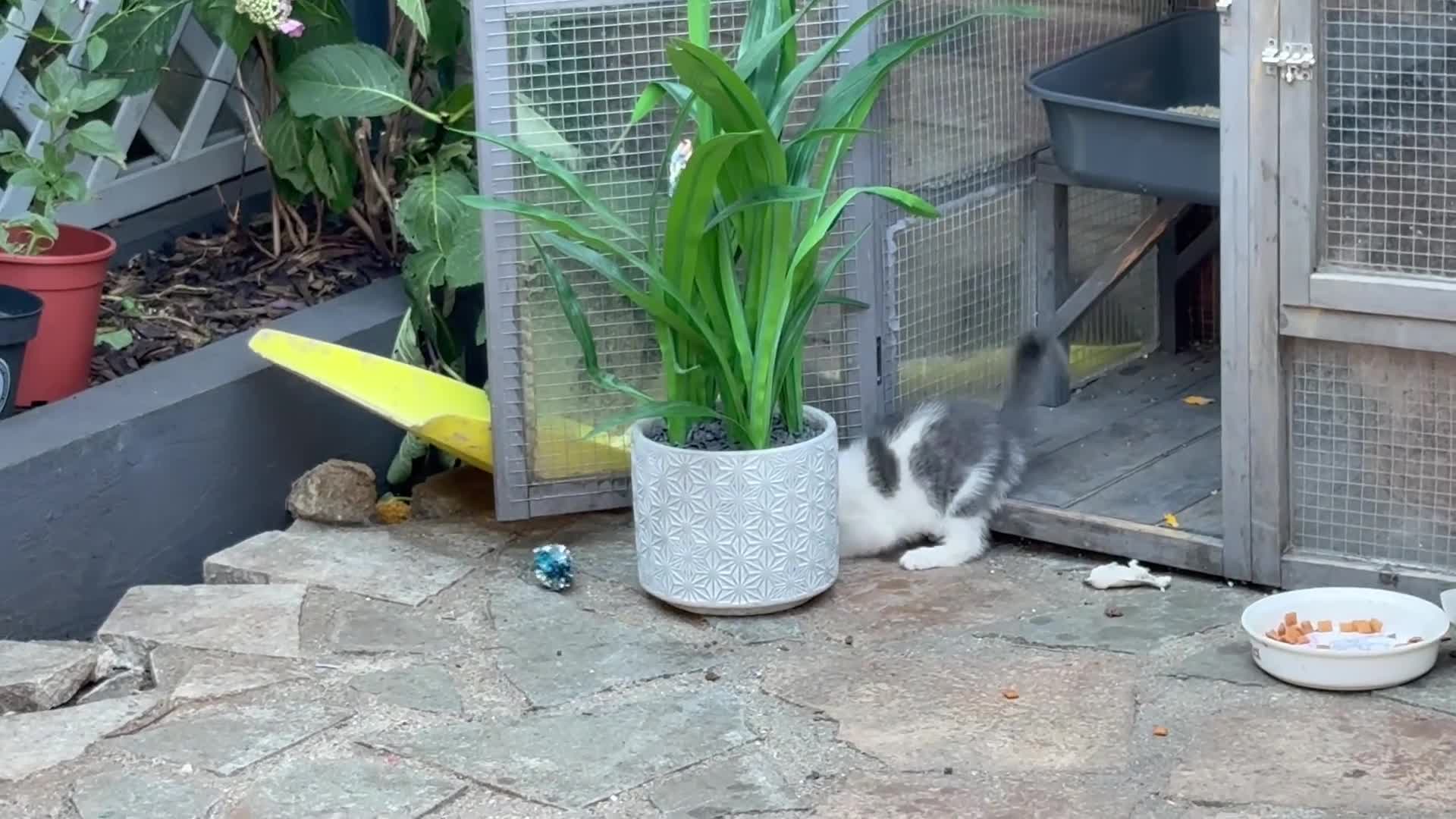 Ragdoll cats for sale: Grey and white Ragdoll X male  - Video 1