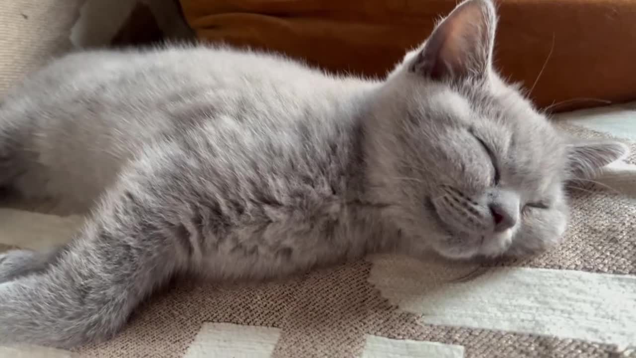 British Shorthair cats for sale: Kind Souls Fluffy Coats British Shorthair Kittens - Video 3