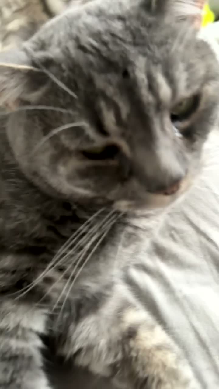 American Shorthair cats for sale: American shorthair needs rehoming in Birmingham - Video 1