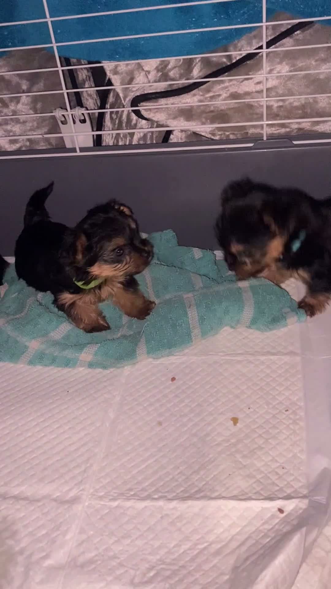 Yorkshire Terrier dogs for sale: X4 Stunning Minature Yorkshire terrier puppies  - Video 1