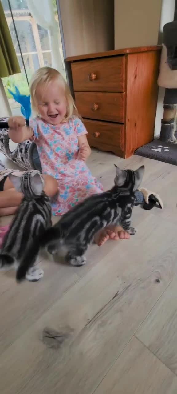 British Shorthair cats for sale: Ready to collect British Shorthair Silver Tabby in Rochester - Video 2