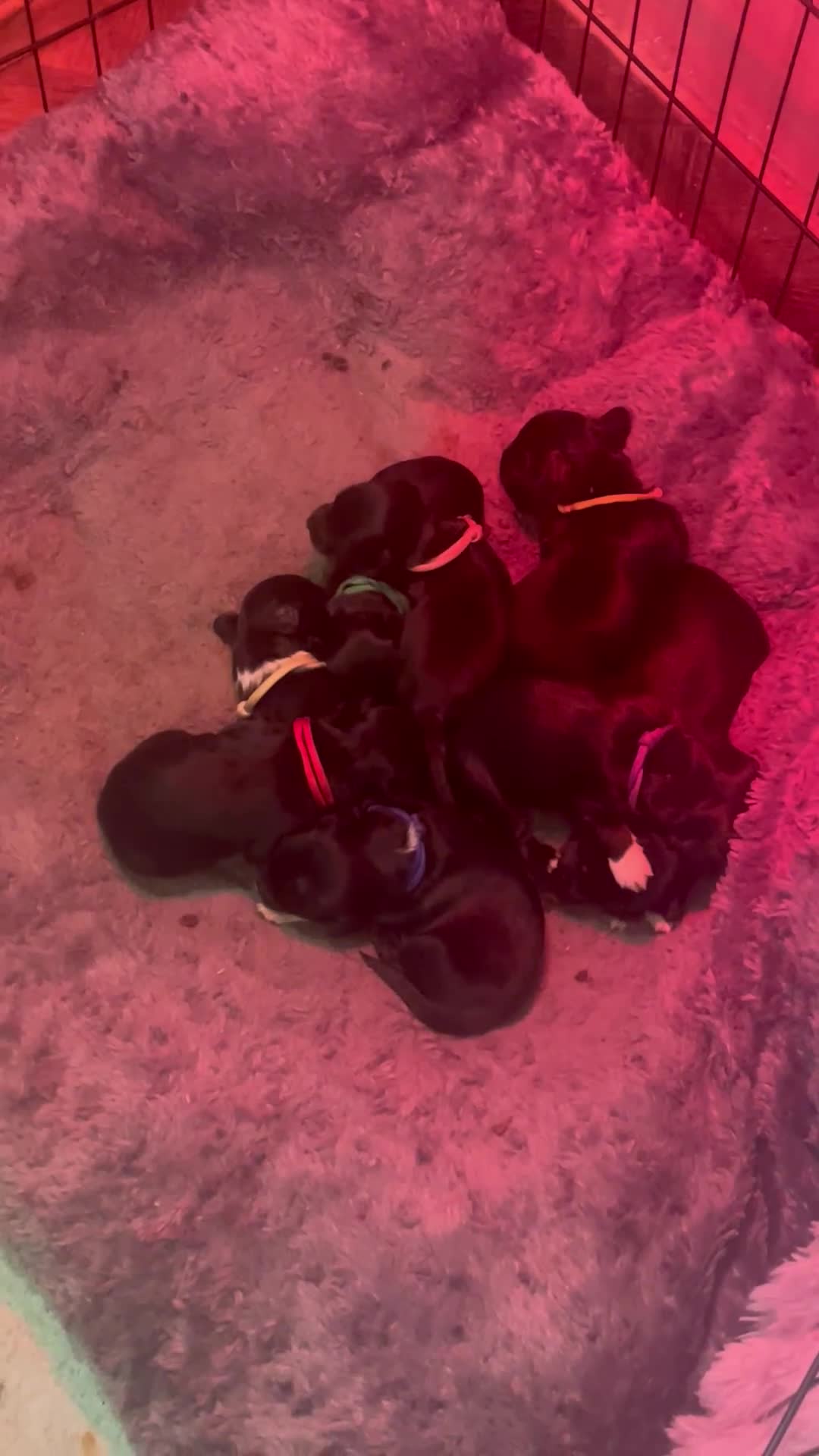 Mixed Breed dogs for sale: Cocker Collie puppies  - Video 2