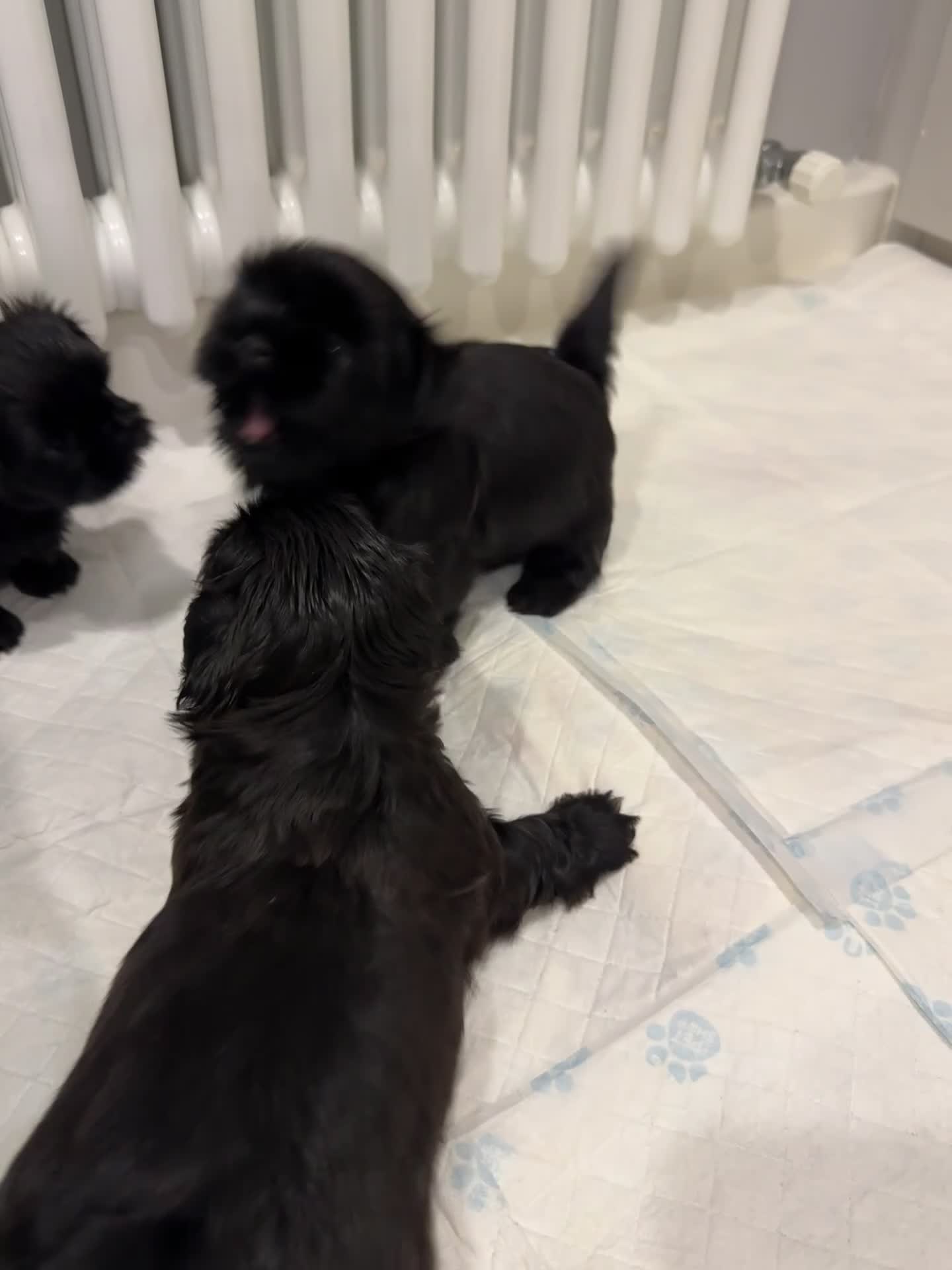 Shih Tzu dogs for sale: ✨ Exceptional Shih Tzu Puppies – Available✨ - Video 1