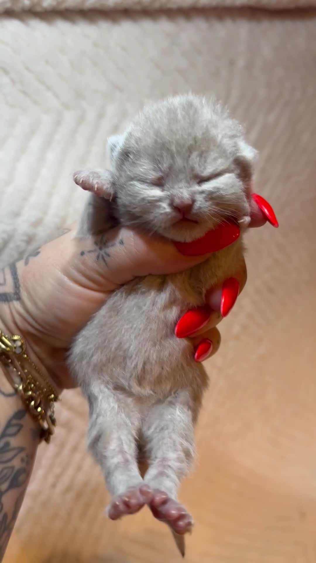 British Shorthair cats for sale: Pure British Shorthair Kittens😻🥇🏆Champion Line - Video 3