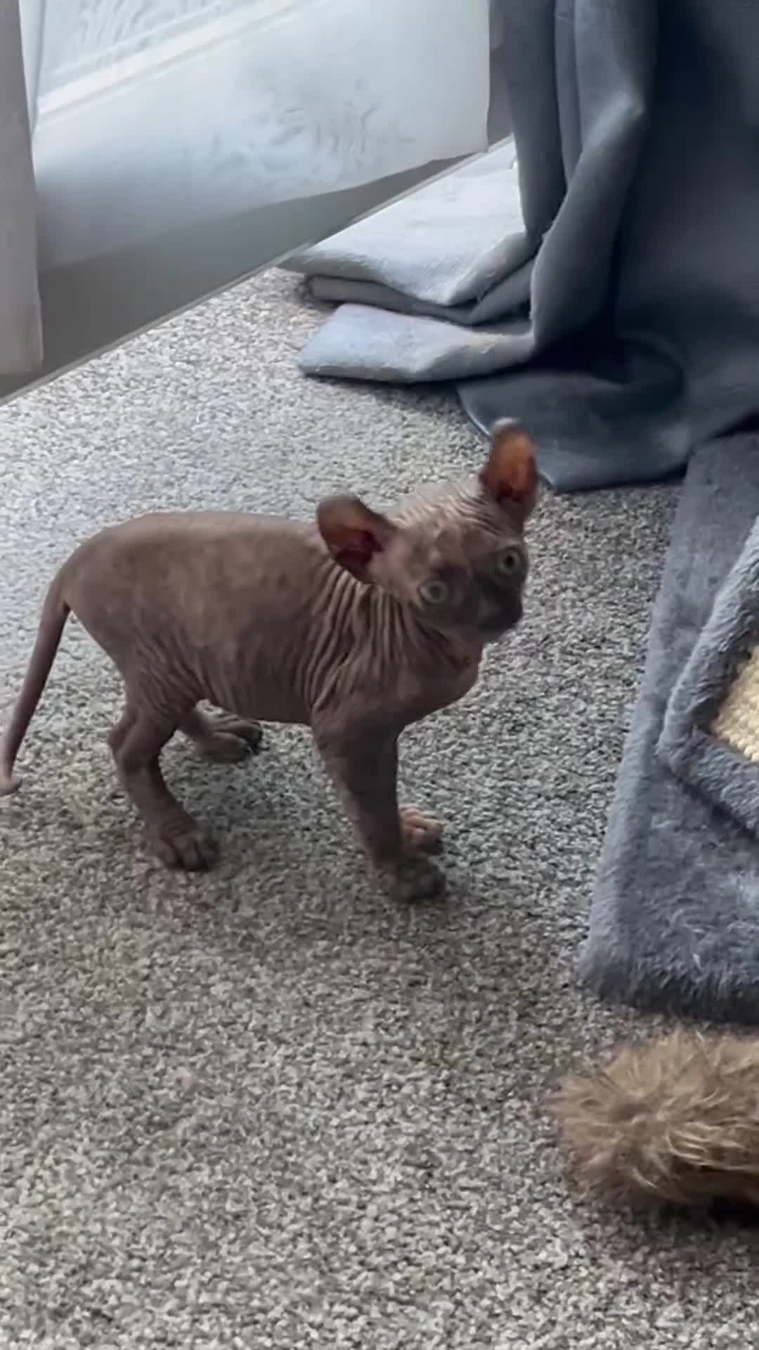 Sphynx cats for sale: LAST 2 tortie elf girls left  - Video 2