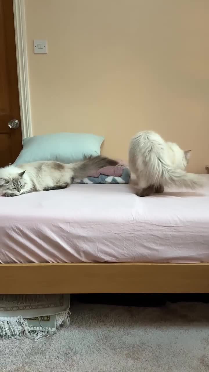 Siberian cats for sale: GCCF Registered Siberian Neva Masquerade Kittens - Video 4