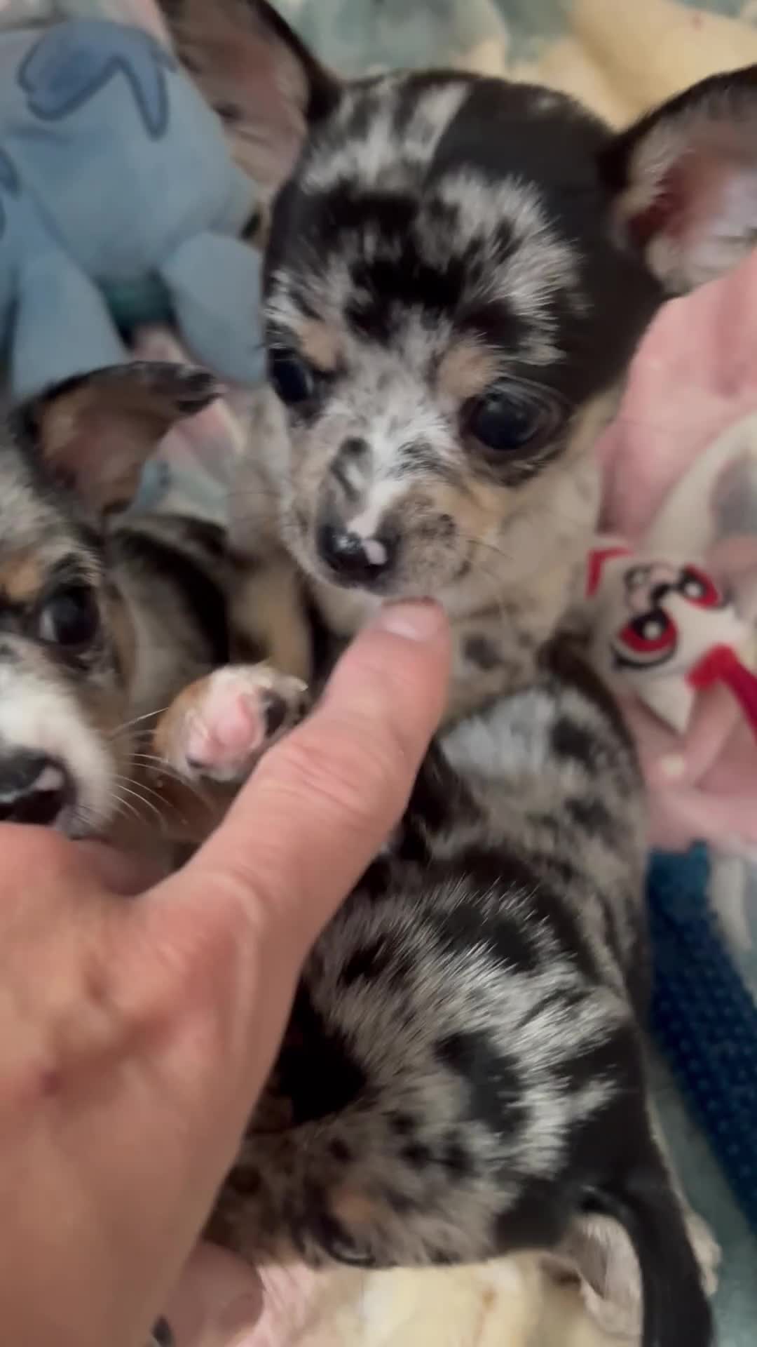 Chihuahua dogs for sale: Beautiful Merle Chihuahua Puppies 🐶  - Video 3
