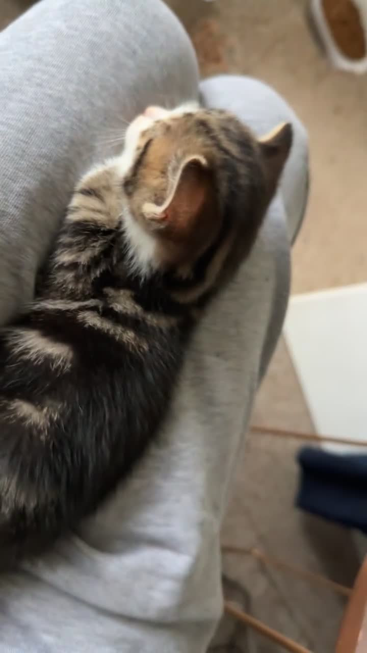 Mixed Breed cats for sale: 4 beautiful kittens  - Video 2