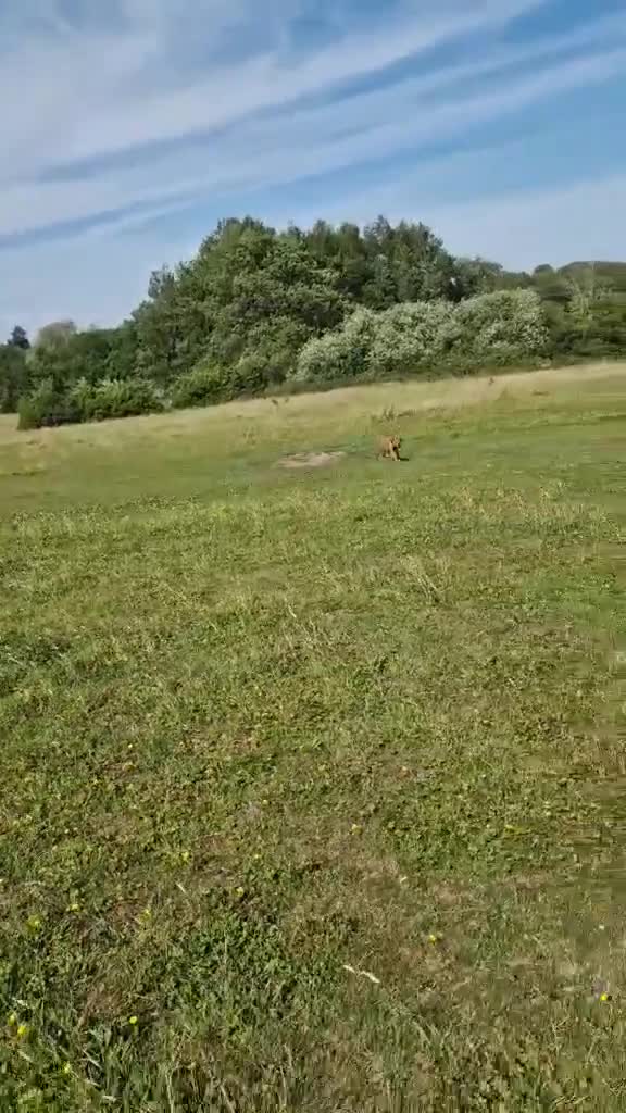Mixed Breed dogs for adoption: MYRTLE - 6 months old, Girl Pup, Mixed Breed - Video 1