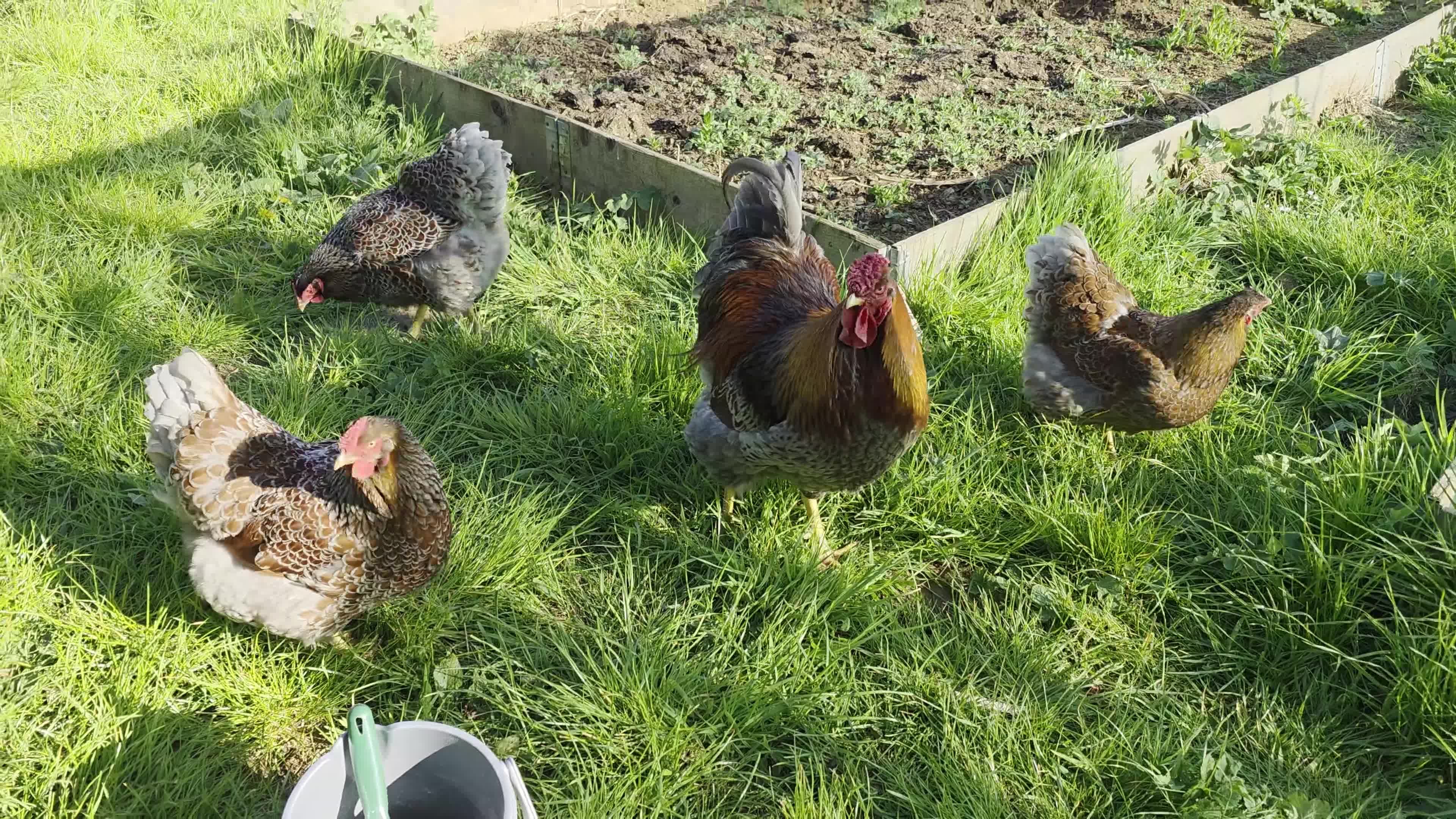 Chickens poultry for sale: Quartet of blue laced wyandotte large fowl - Video 1