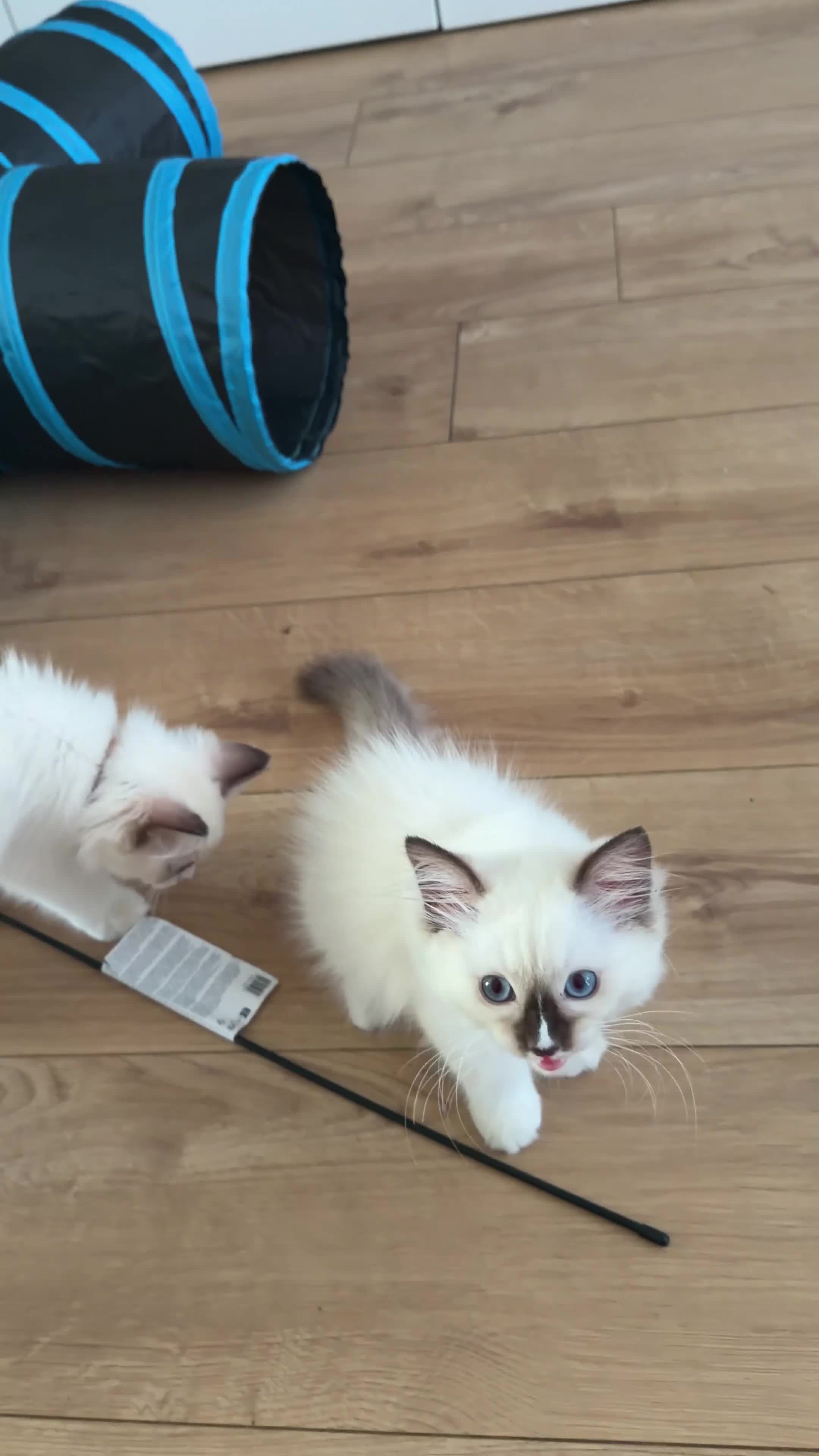 Ragdoll cats for sale: Reduced- GCCF Ragdoll Kittens Championlines  - Video 1