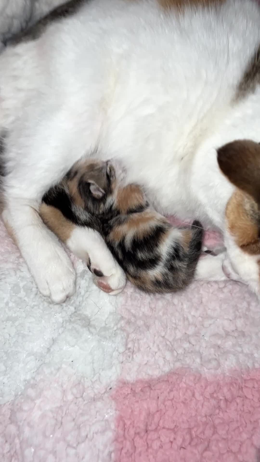 Domestic Shorthair cats for sale: Female baby kitten  in Alloa - Video 1