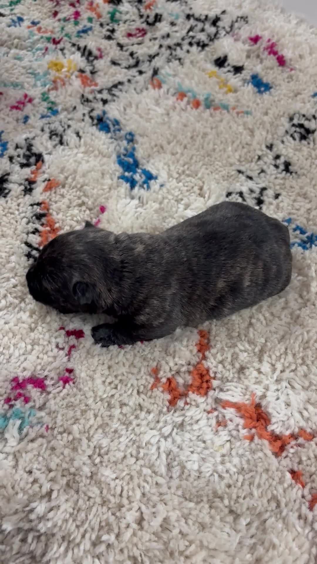 Scottish Terrier dogs for sale: Scottish terrier puppies 3 Brindle girls  - Video 3