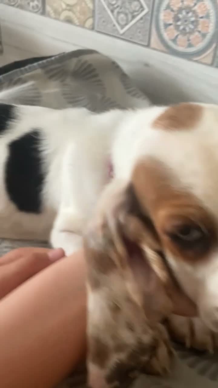 Basset Hound dogs for sale: Now Ready for New Forever Homes - Video 4
