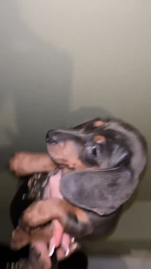 Dachshund dogs for sale: Pure breed dachshund  - Video 3