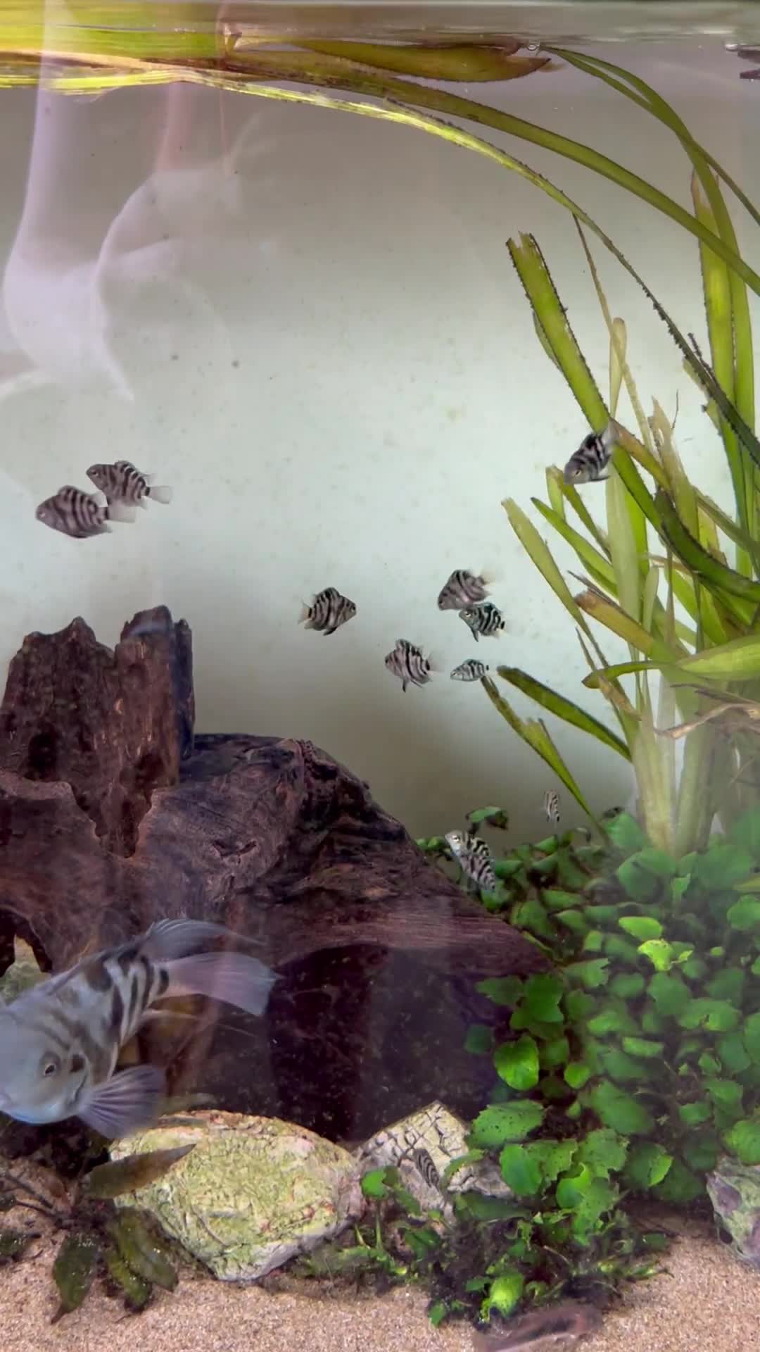 Cichlids fish for sale: Polar blue dwarf parrot cichlids  in Bishop Auckland - Video 1