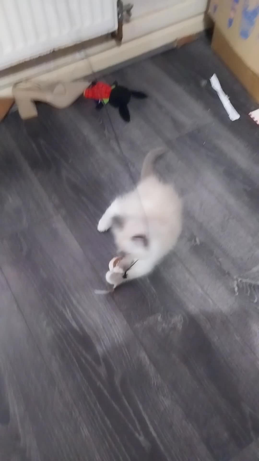 Ragdoll cats for sale: Male bluepoint ragdoll  - Video 1