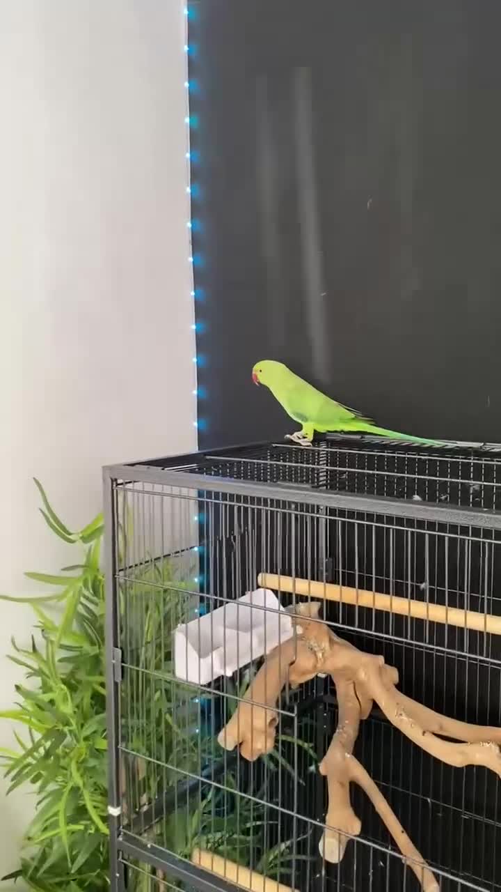 Ringnecks birds for sale: Male ringneck Rio - Video 1