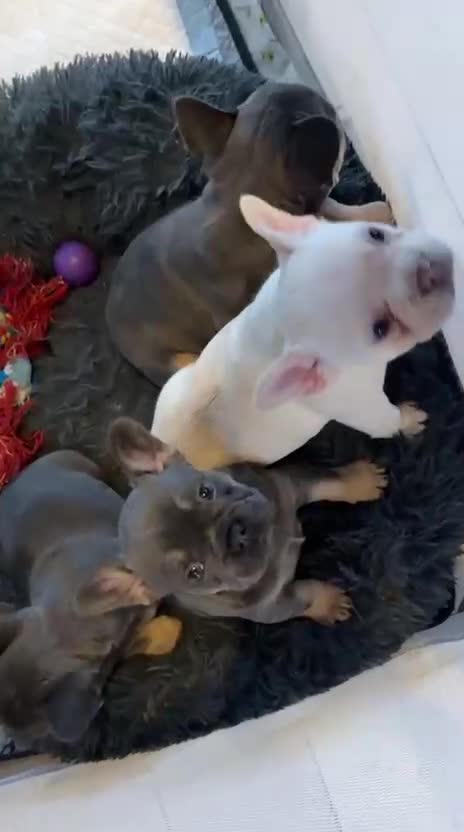 French Bulldog dogs for sale: 3 Girls 3 Big Personalities! - Video 1