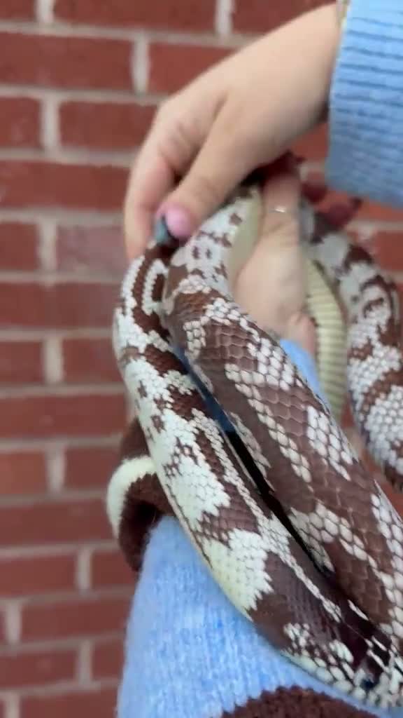 King Snake reptiles for sale: California king snake pair! - Video 1