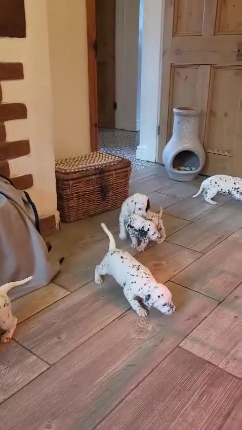 Dalmatian dogs for sale: Dalmation Puppies For Sale - Video 2