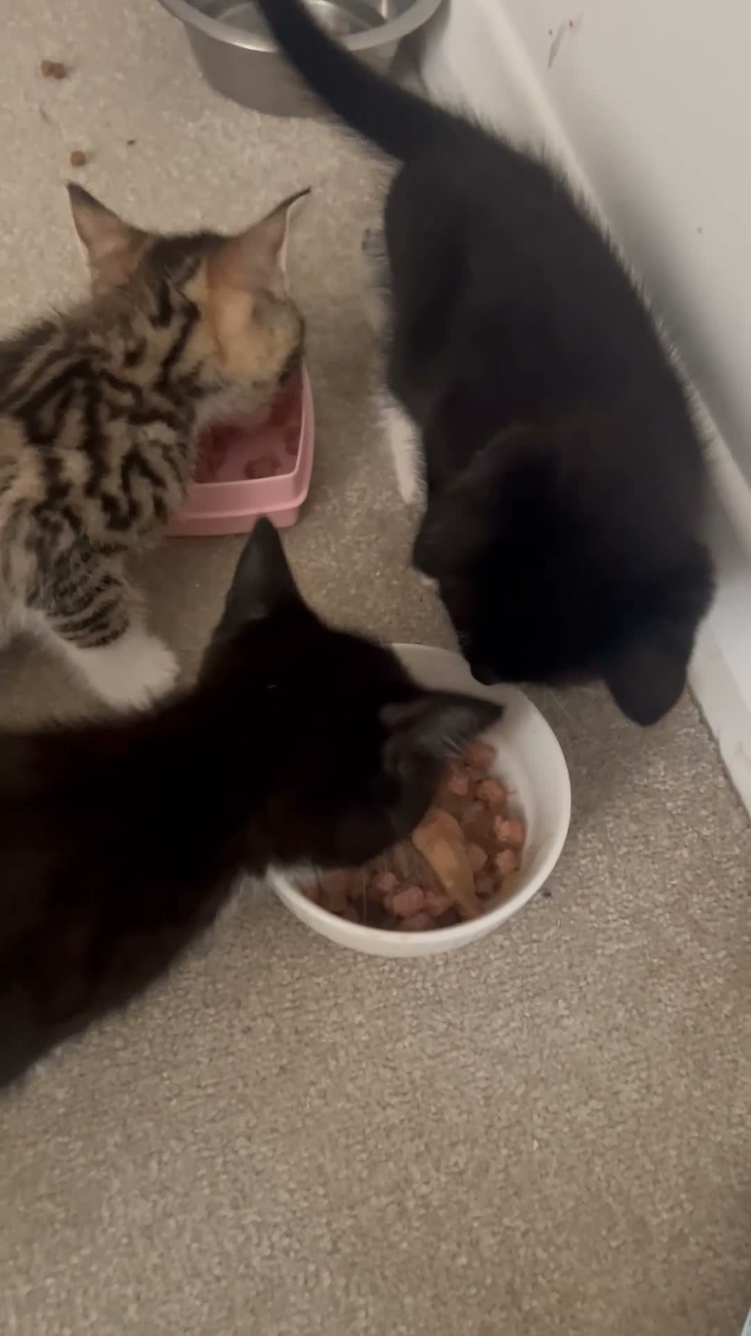 Mixed Breed cats for sale: Beautiful Half Bengal Kittens.  in Hailsham - Video 1