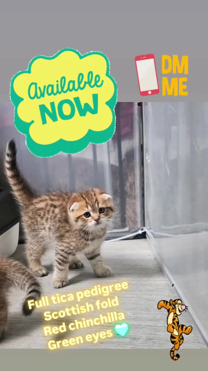 Scottish Fold cats for sale: Full TICA reg Scottish fold ready now london  - Video 4