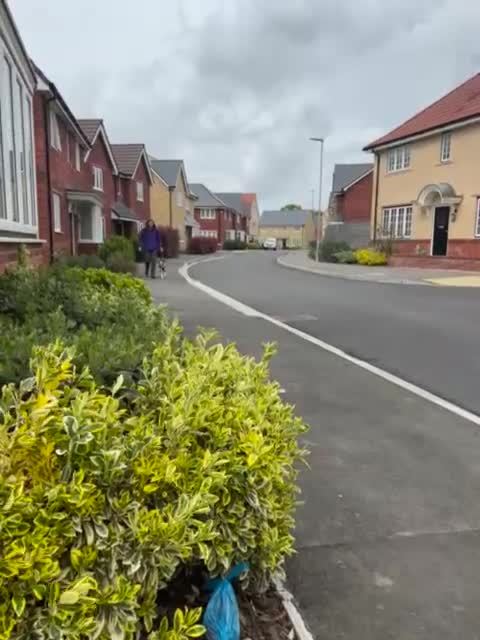 Mixed Breed dogs for sale: Beautiful Mixed breed female  - Video 2