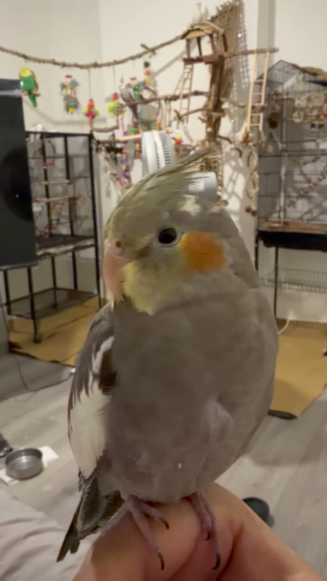 Cockatiels birds for sale: Beautiful Cinamon cockatiel baby fully hand tamed - Video 2