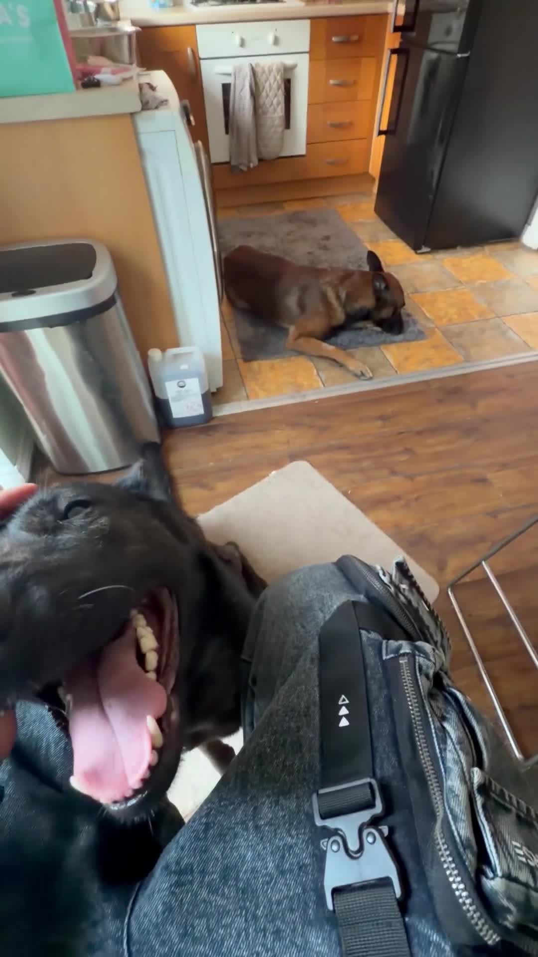Mixed Breed dogs for sale: Dutch herder x German shepherd 3 years female  - Video 3
