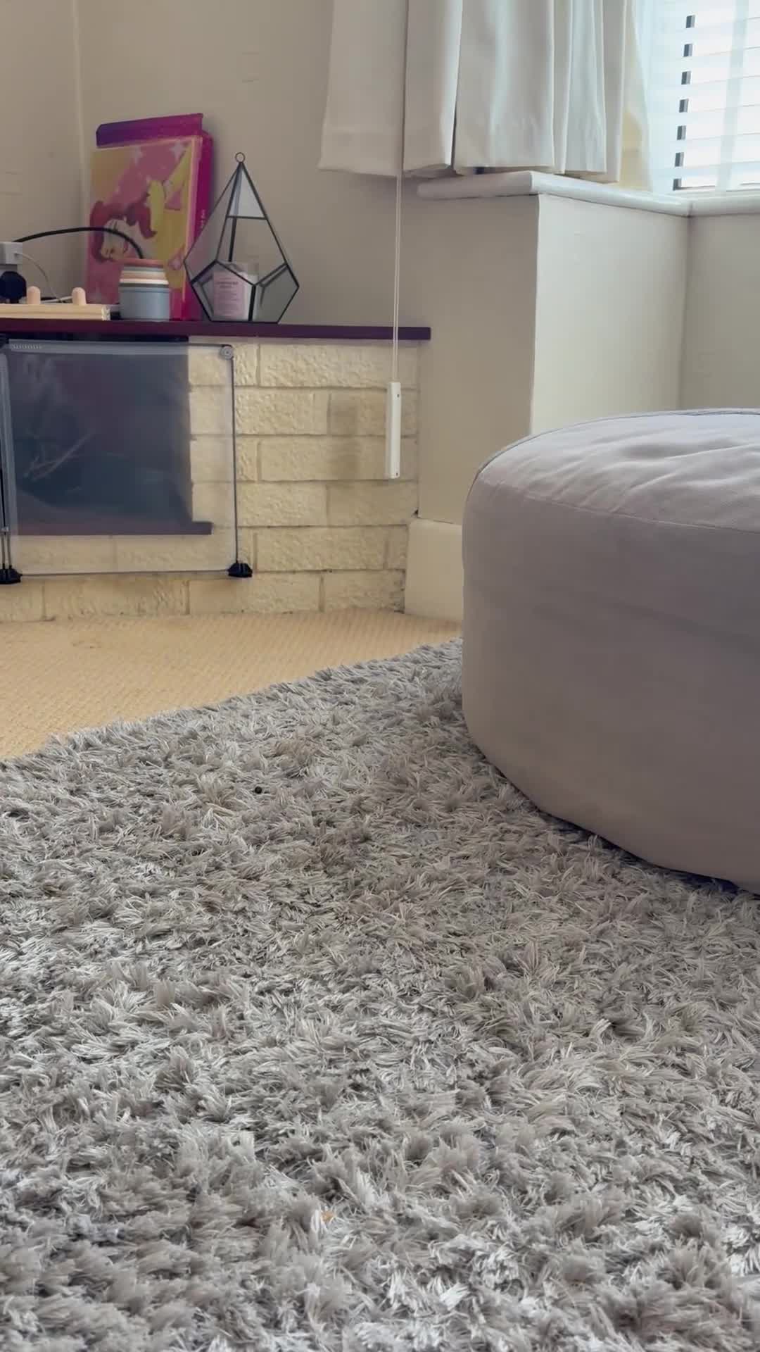 Mini Lop rabbits for sale: Maury & Connie - Video 1