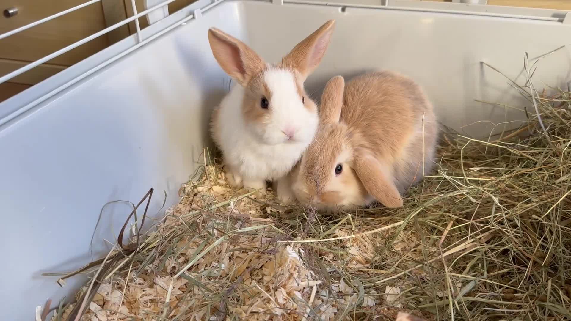 Mixed Breed rabbits for sale: Beautiful friendly baby bunnies ready in 4 weeks  - Video 3