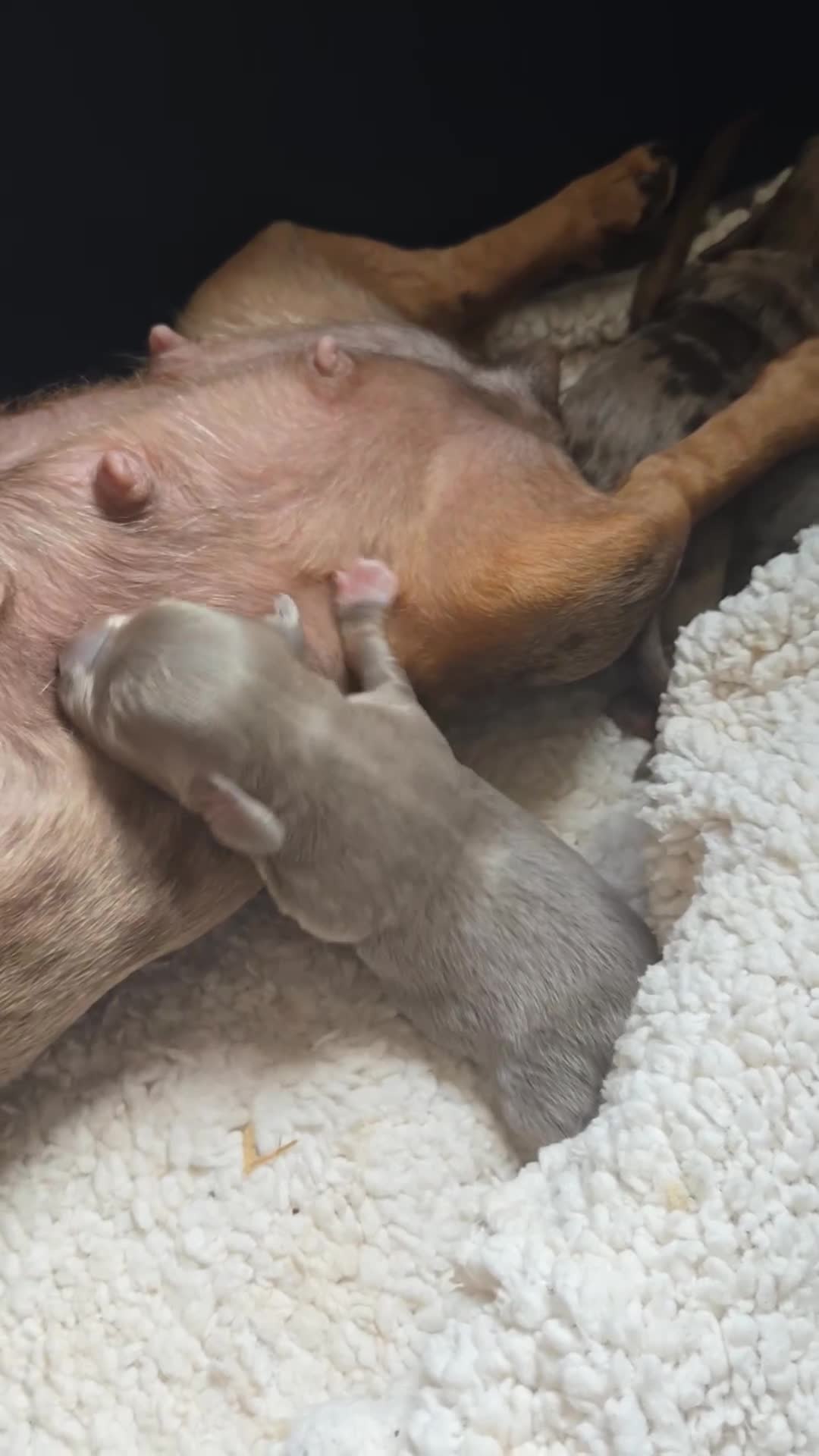 Dachshund dogs for sale: 5 gorgeous dachshund puppies for loving homes in Ludlow - Video 1
