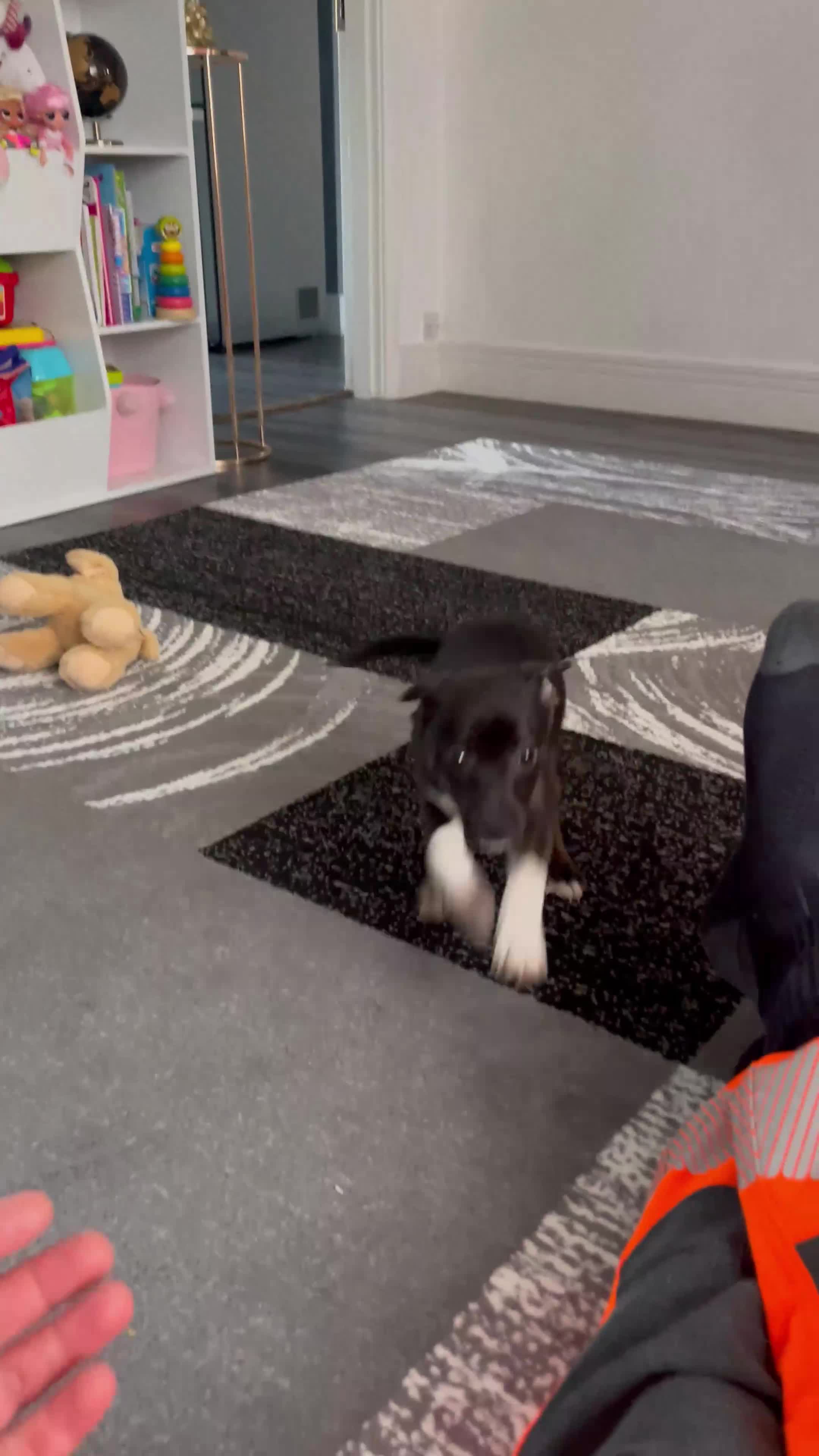 Mixed Breed dogs for sale: Staffy  - Video 1