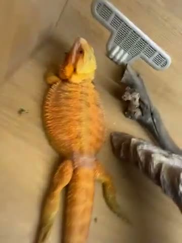 Bearded Dragon reptiles for sale: Red bearded dragon in Southampton - Video 1