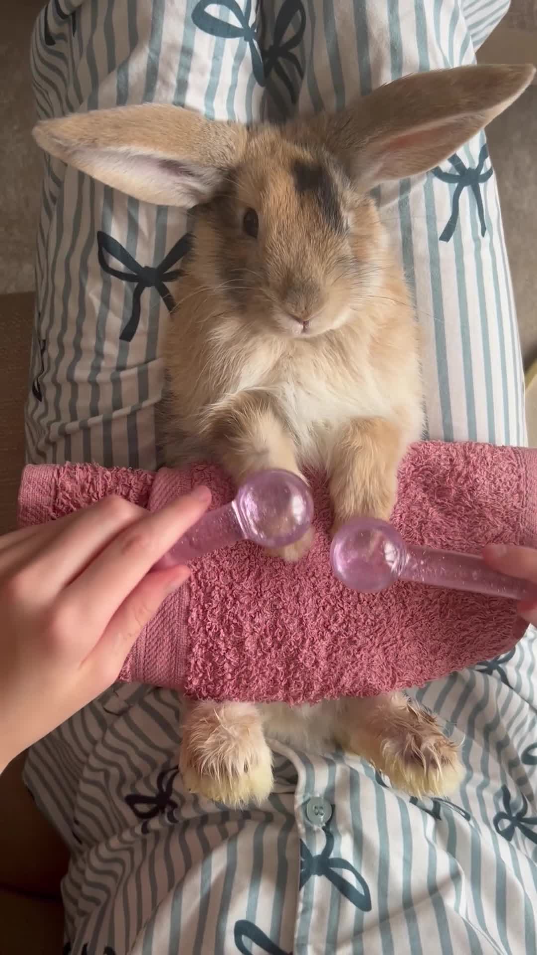 Mixed Breed rabbits for sale: Baby bunnies ready now  - Video 1