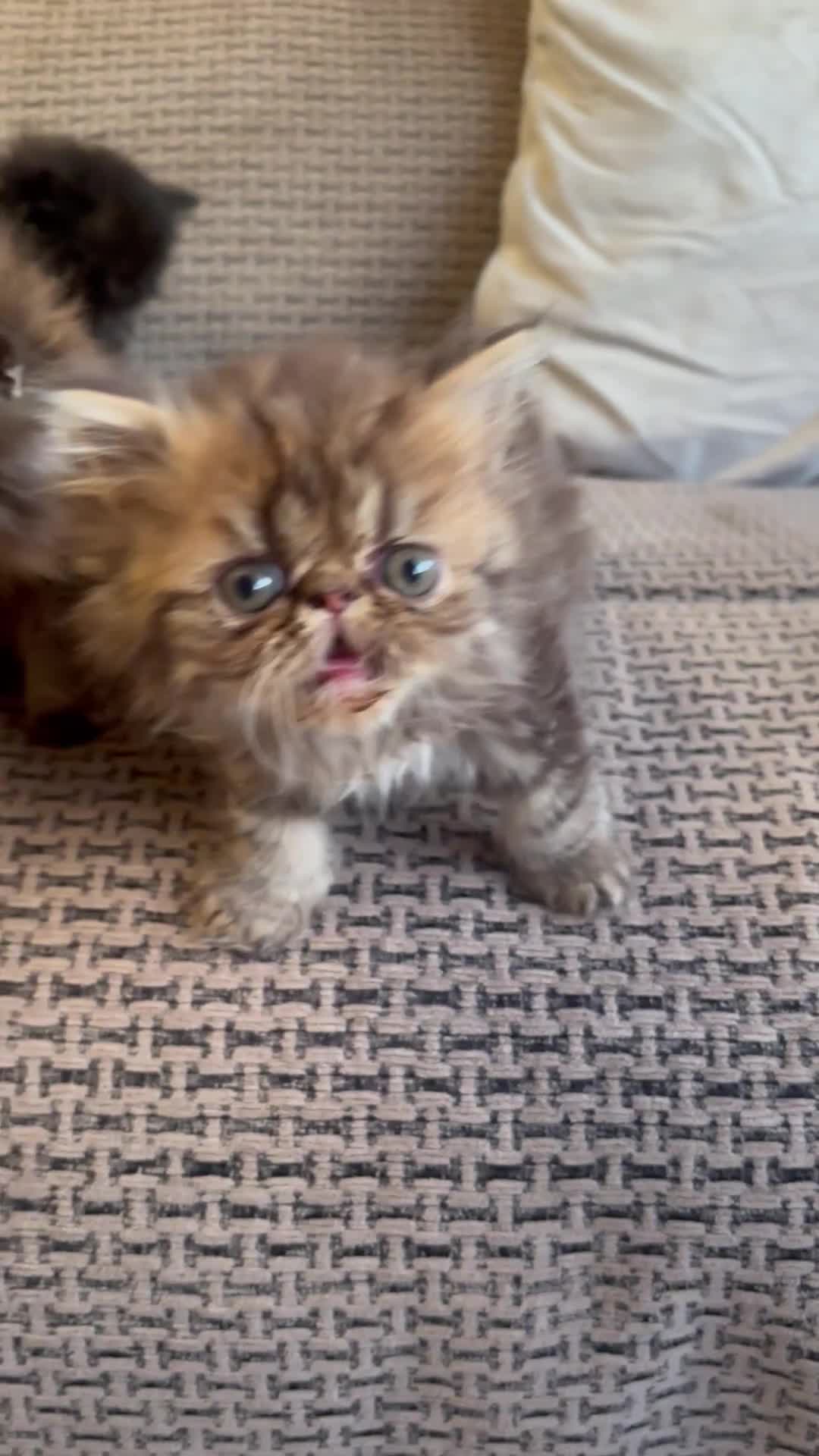 Persian cats for sale: Persian Kittens - Video 1